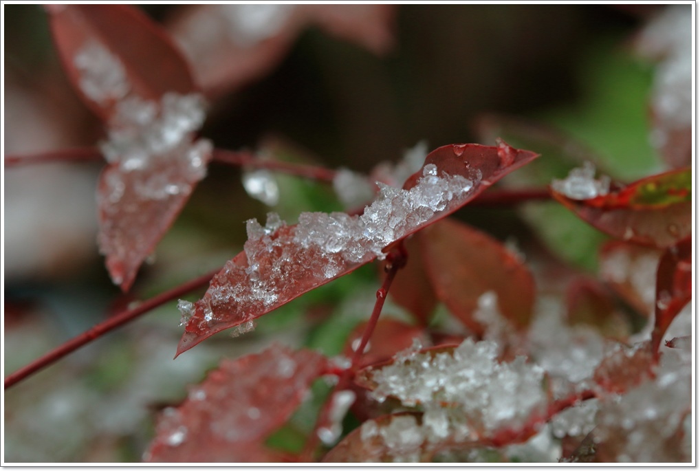 積雪をマクロレンズで・・_a0057905_14562953.jpg