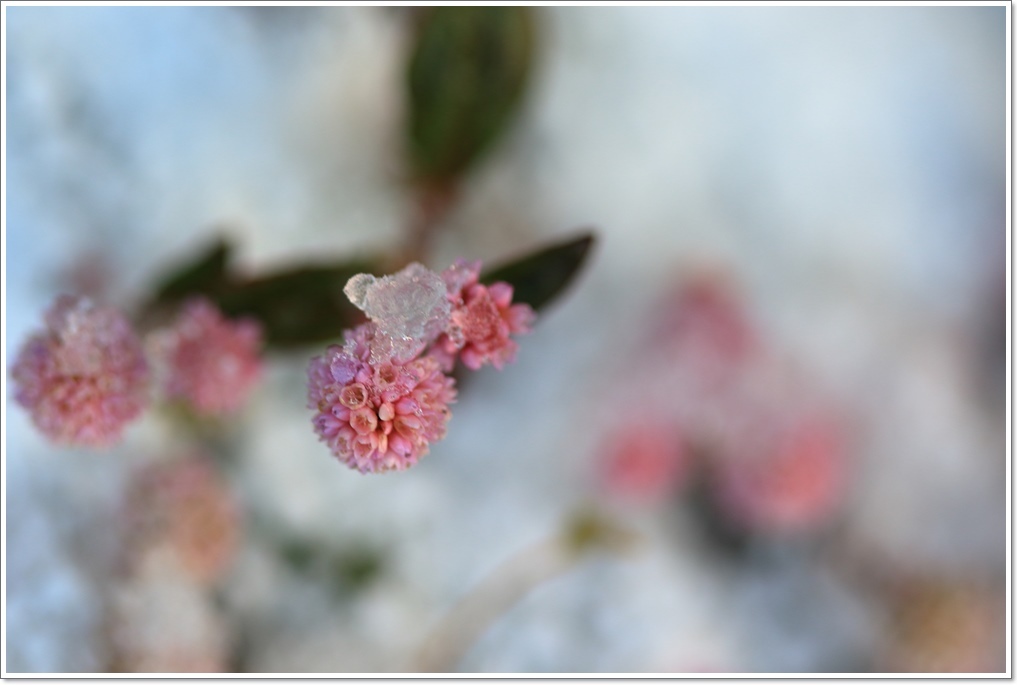 積雪をマクロレンズで・・_a0057905_14570021.jpg