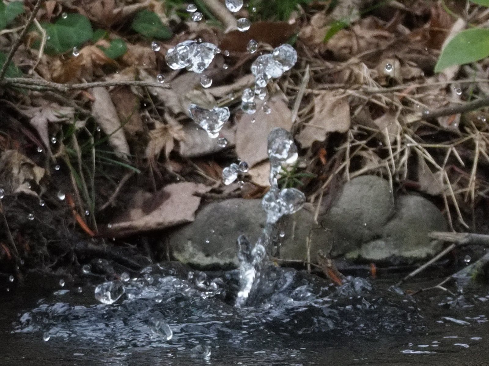 a0117507_23414786.jpg