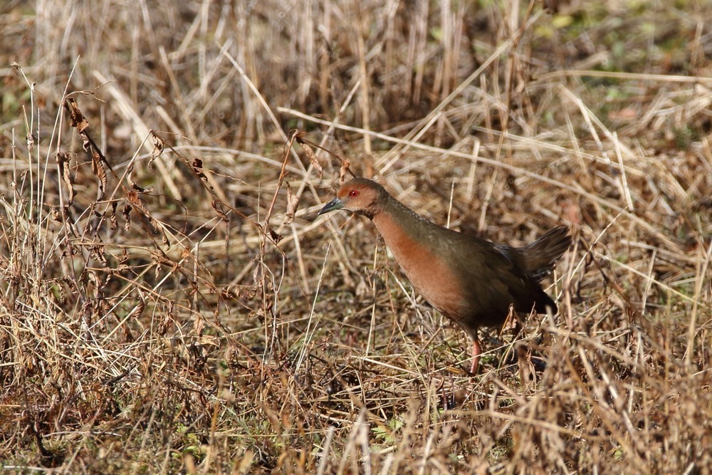 今日の鳥見（2018年1月13日）_f0235311_21390441.jpg