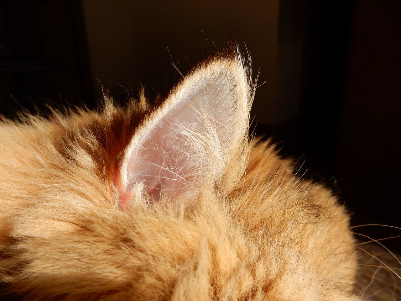 シノブ_c0025115_22211325.jpg