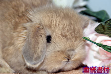 うさぎ アメリカンファジーロップ販売中 ペットショップ 福島県 郡山市 小動物 宮城 仙台ペットショップ鈴花 うさぎ アメリカンファジーロップ販売中 ペットショップ 福島県 郡山市 小動物 宮城 仙台ペットショップ鈴花