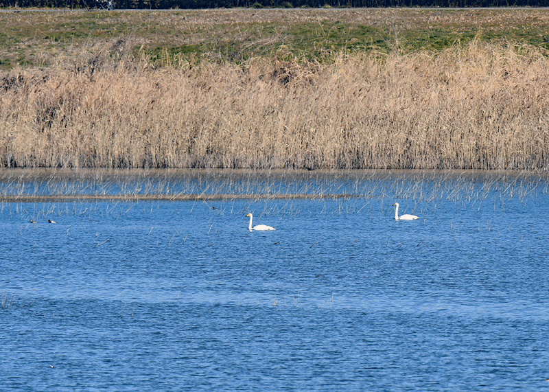 d0290240_14173692.gif