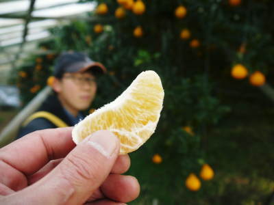 デコポン（肥後ポン）「不知火」の収穫(2018)＆樹上完熟デコポン「ひのゆたか」大好評発売中!!その１_a0254656_17133068.jpg