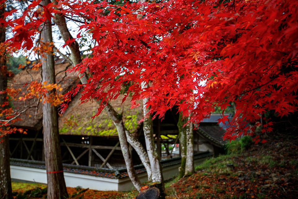 2017紅葉！　　～摩氣神社～_b0128581_20142148.jpg