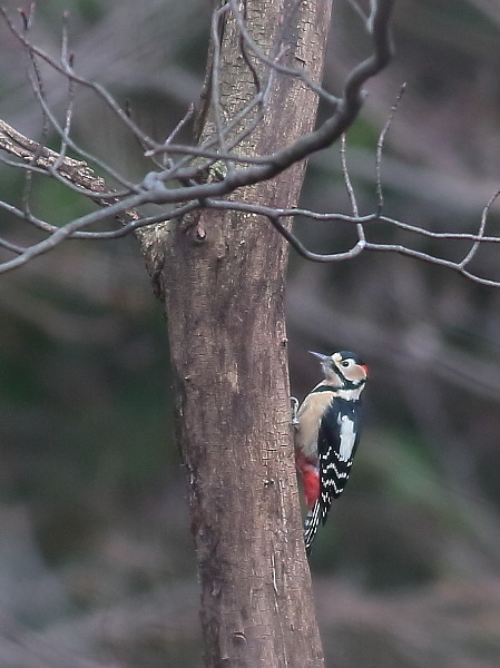 最近写した野鳥…アカゲラ、ツグミ、カシラダカとアトリのコラボ_d0334291_17302276.jpg