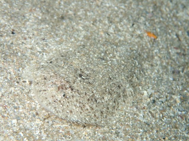 e0115199_12250301.jpg