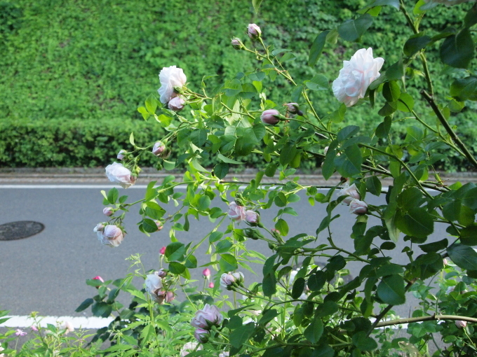 今日はつるバラ４本ね♪_b0331802_16383968.jpg