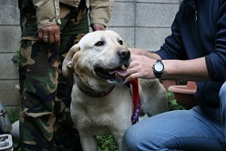 犬たち、幸せ賀状！－その１_f0242002_12261601.jpg