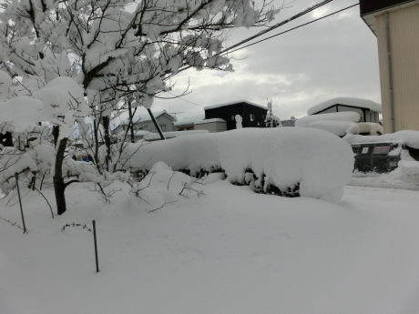 積雪７５・白鳥・外の猫くーちゃん_a0203003_11034653.jpg