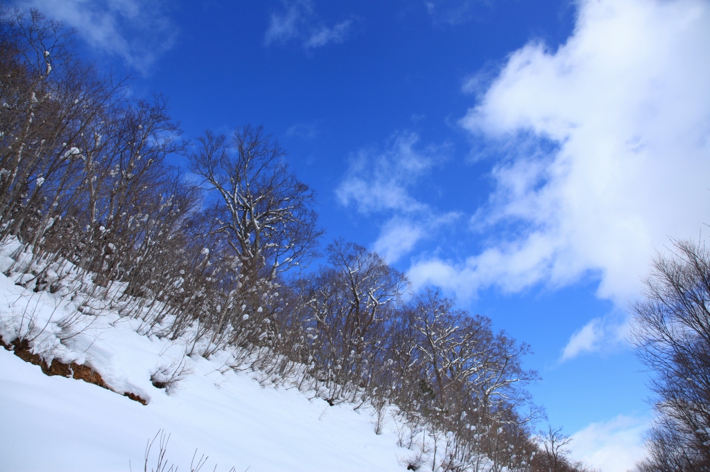 2018.01.13 お散歩（北泉ヶ岳・東尾根）_b0050305_11363354.jpg