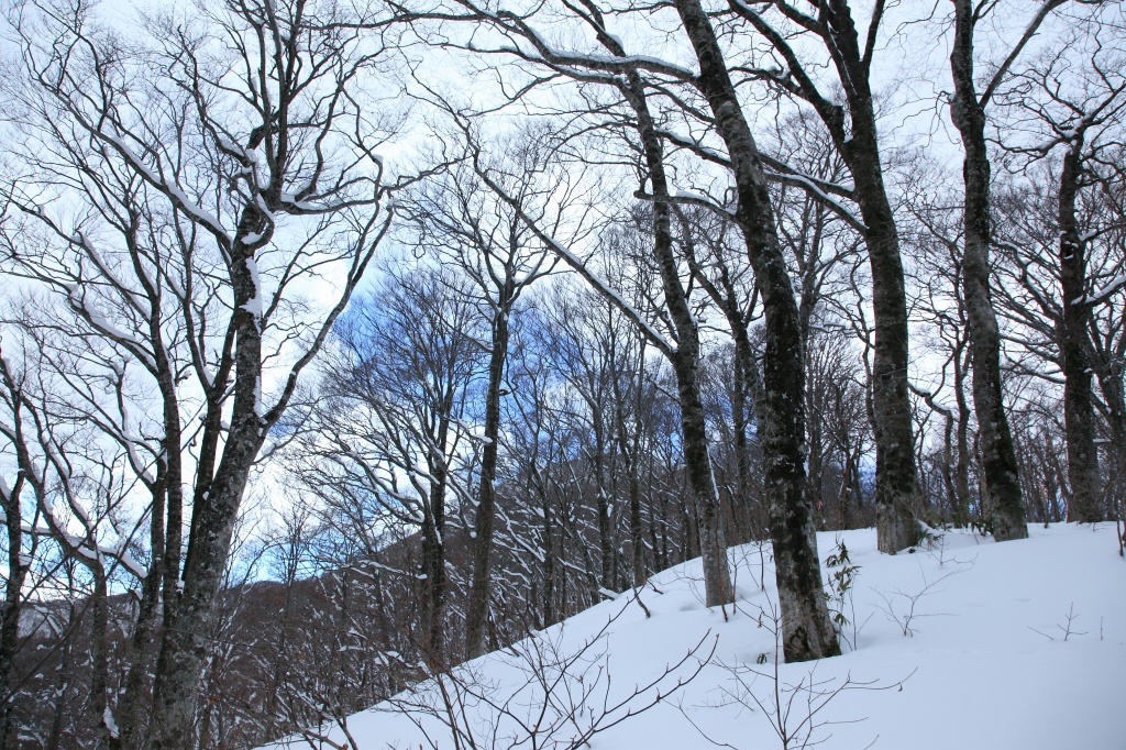 2018.01.13 お散歩（北泉ヶ岳・東尾根）_b0050305_11435481.jpg