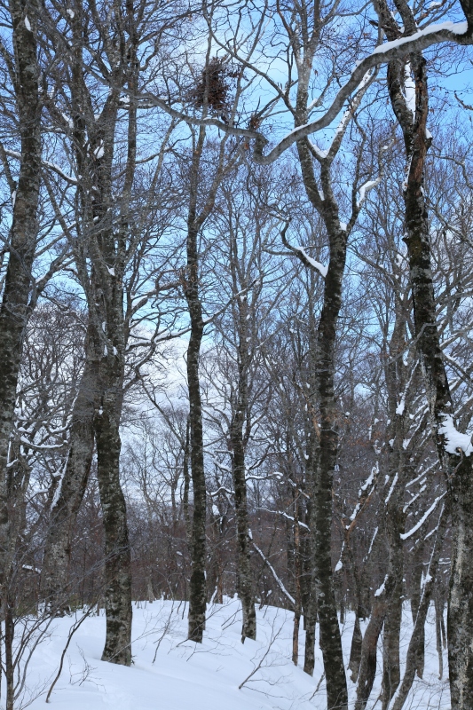 2018.01.13 お散歩（北泉ヶ岳・東尾根）_b0050305_11493667.jpg