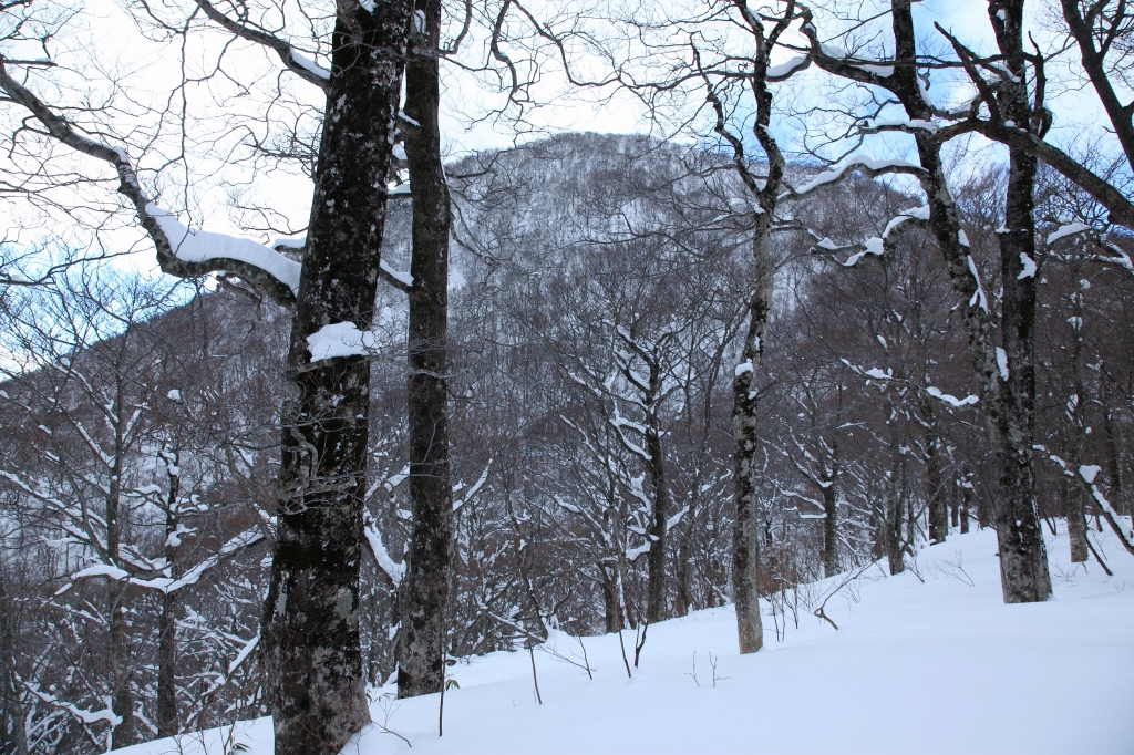 2018.01.13 お散歩（北泉ヶ岳・東尾根）_b0050305_11502474.jpg