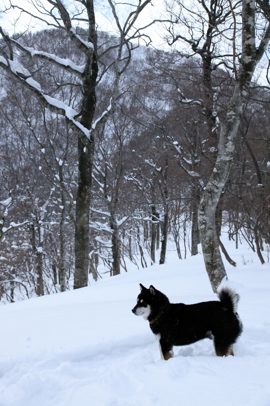 2018.01.13 お散歩（北泉ヶ岳・東尾根）_b0050305_1151870.jpg