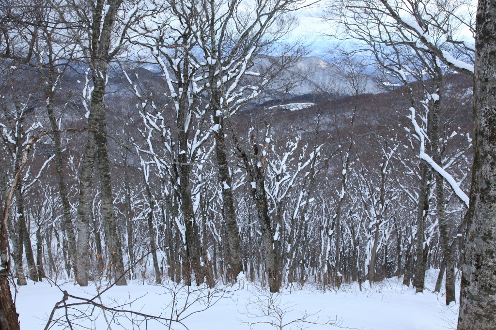 2018.01.13 お散歩（北泉ヶ岳・東尾根）_b0050305_11521074.jpg