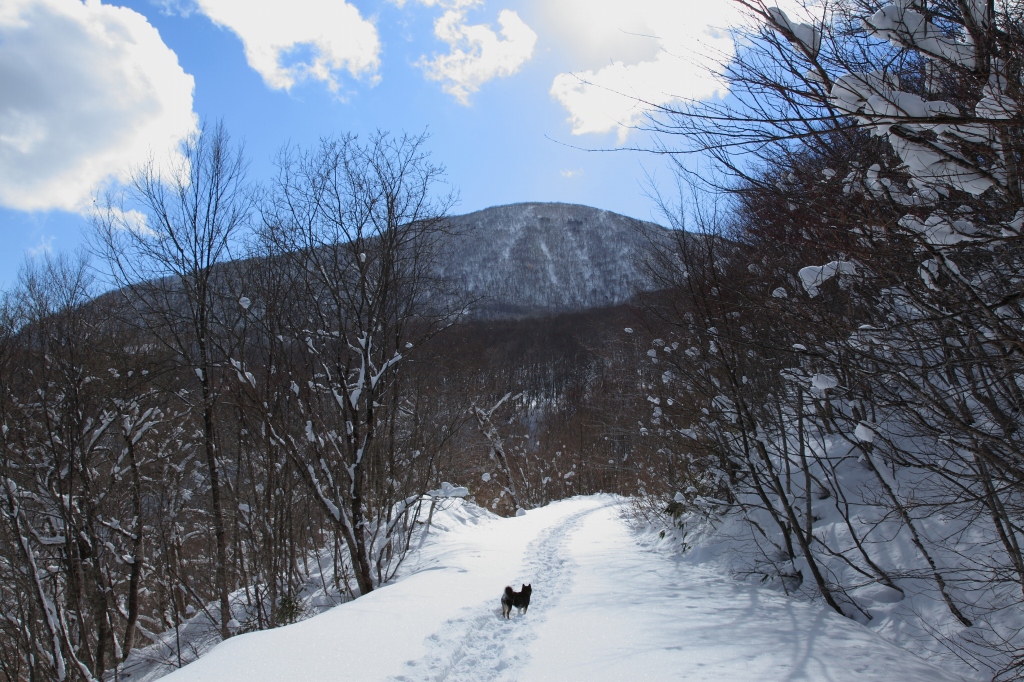 2018.01.13 お散歩（北泉ヶ岳・東尾根）_b0050305_115953.jpg