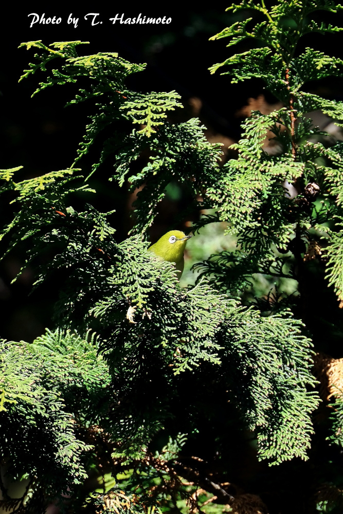 d0334006_16425049.jpg