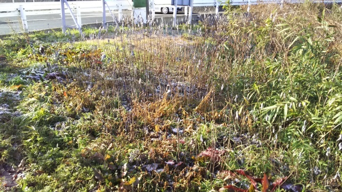 ようやく寒波が去りつつあります_e0094315_10340091.jpg
