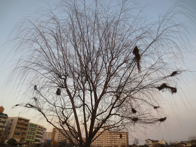 ■『ハイ  ハイ  はぁ〜い。』の原画展と週替わりの夕暮れ［1/14］_d0190217_21073168.jpg