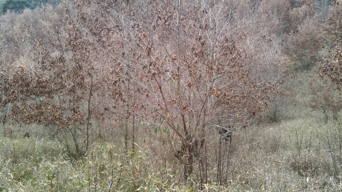 c0337631_20274990.jpg