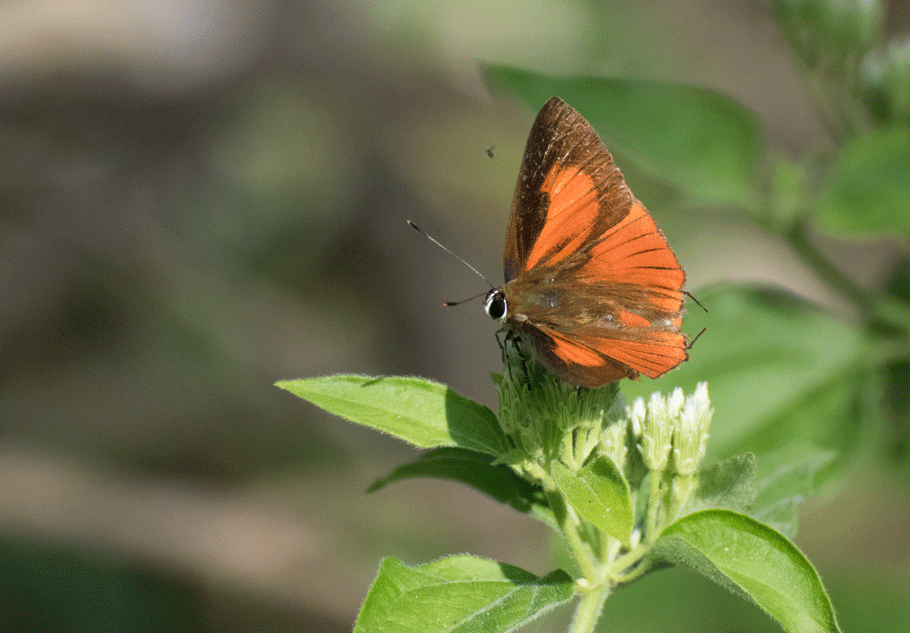 a0126632_13291310.gif