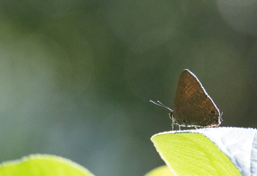 a0126632_13294646.gif