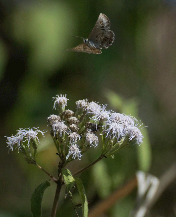 a0126632_13470491.gif