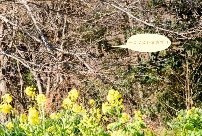c0319240_20510647.jpg