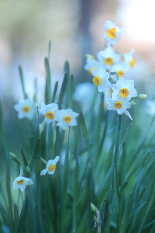 narcissus_e0327649_16284855.jpg