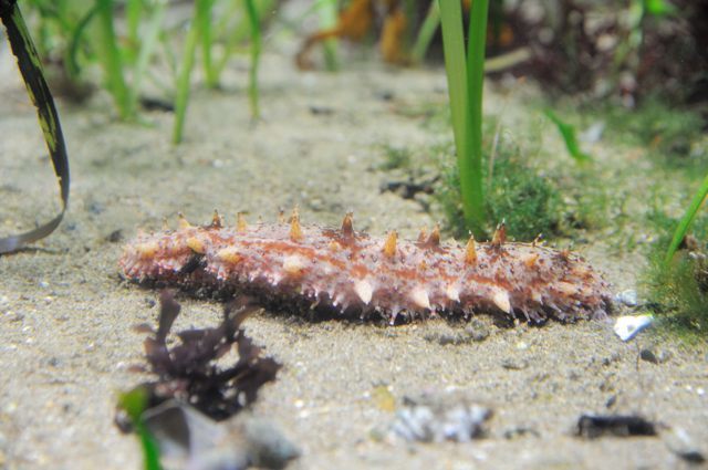 潮風の風景・アマモ場とマングローブの水槽 : 蜜蜂的写真日記