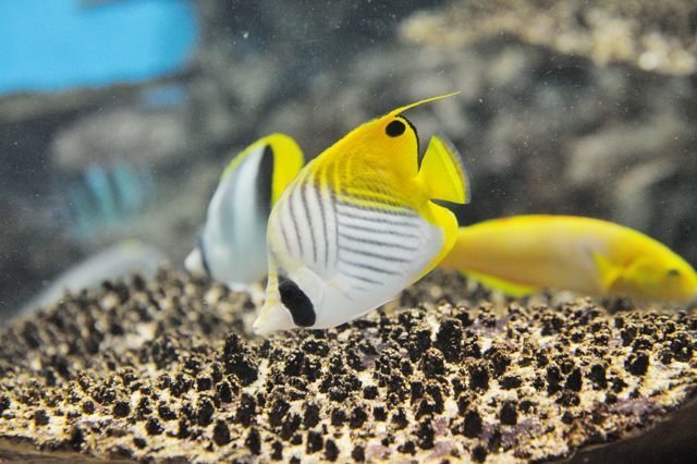 暖流の旅・サンゴ礁の海の水槽_c0081462_14250040.jpg