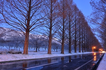 湖北の雪景色 メタセコイヤ並木 余呉湖 峰さんの山あるき 湖北の雪景色 メタセコイヤ並木 余呉湖 峰さんの山あるき