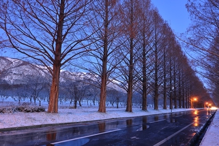 湖北の雪景色 メタセコイヤ並木 余呉湖 峰さんの山あるき