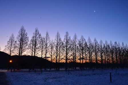 湖北の雪景色　　メタセコイヤ並木～余呉湖_c0303868_06384314.jpg