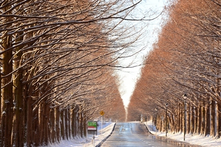 湖北の雪景色　　メタセコイヤ並木～余呉湖_c0303868_06411334.jpg