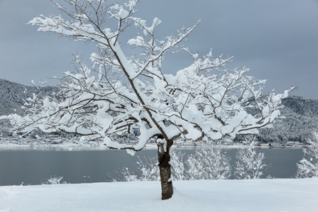 湖北の雪景色　　メタセコイヤ並木～余呉湖_c0303868_06523320.jpg