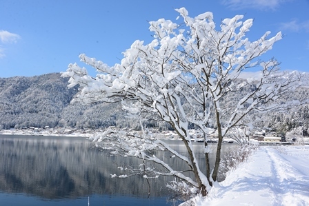 湖北の雪景色 メタセコイヤ並木 余呉湖 峰さんの山あるき 湖北の雪景色 メタセコイヤ並木 余呉湖 峰さんの山あるき