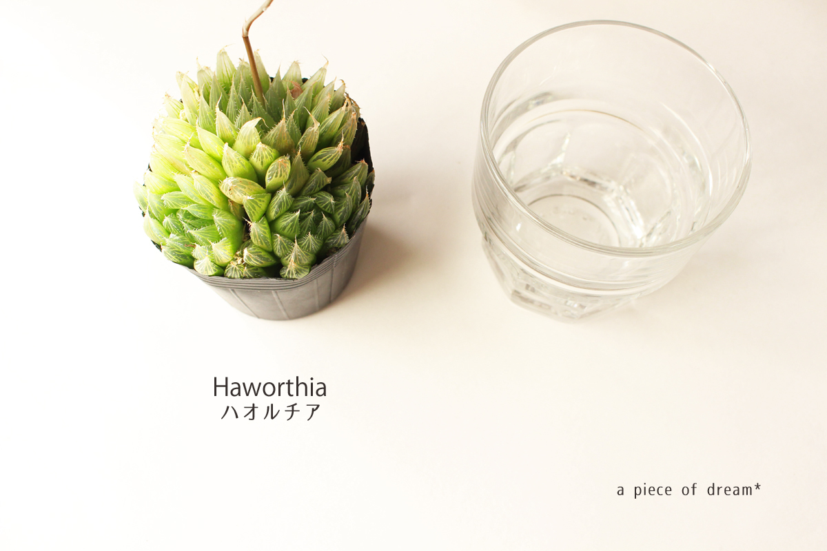 ハオルチアのテラリウムの作り方 A Piece Of Dream 植物とdiyと
