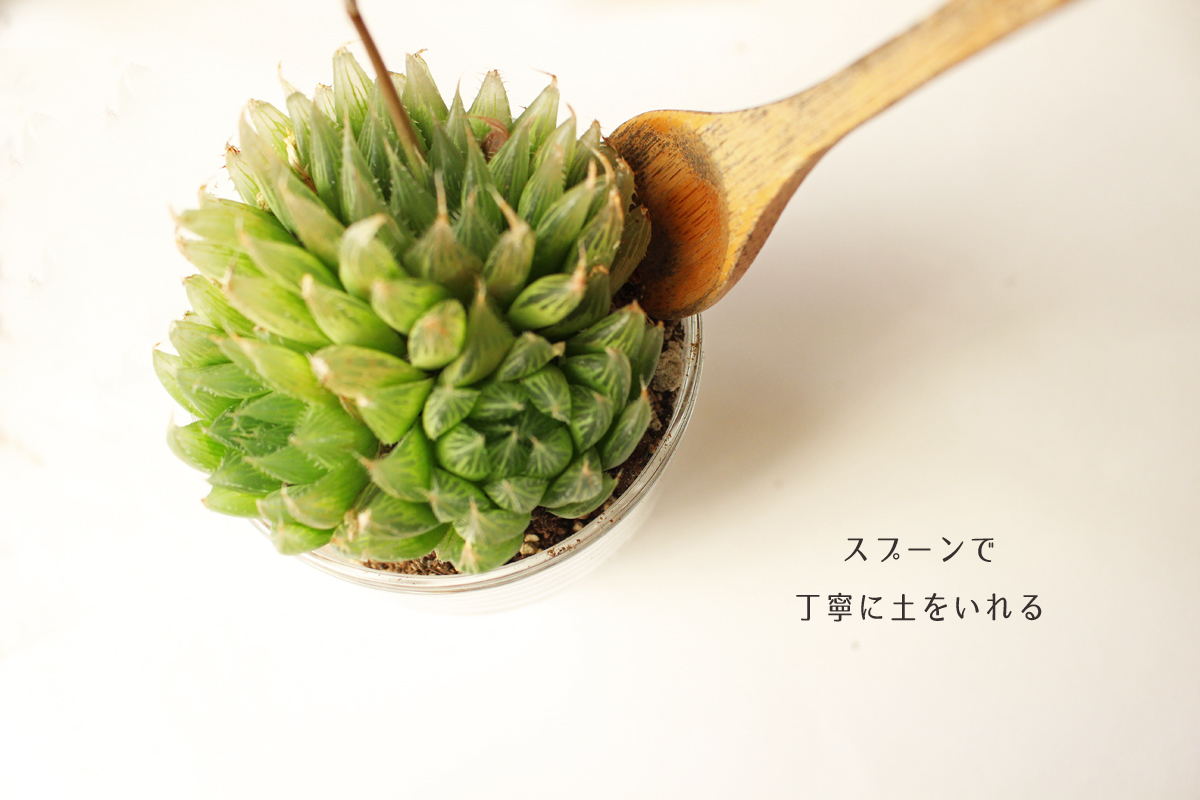 ハオルチアのテラリウムの作り方 A Piece Of Dream 植物とdiyと