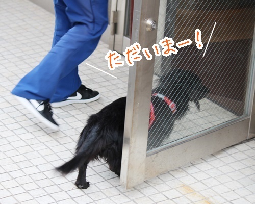 新人わんこ、先輩わんこ、そして猫ちゃん💖💖_f0357682_18141841.jpg