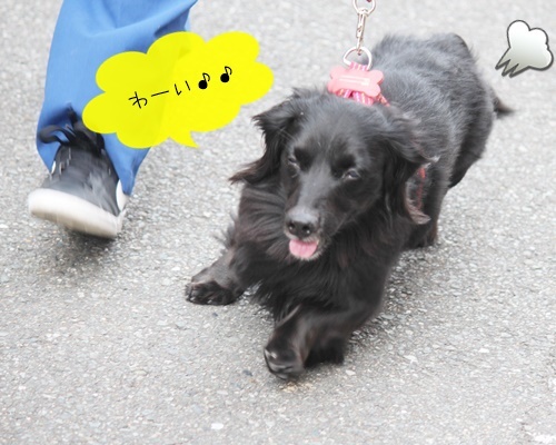 新人わんこ、先輩わんこ、そして猫ちゃん💖💖_f0357682_18141886.jpg
