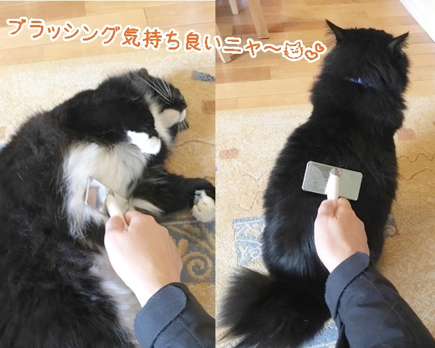 新人わんこ、先輩わんこ、そして猫ちゃん💖💖_f0357682_18253636.jpg