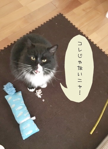 新人わんこ、先輩わんこ、そして猫ちゃん💖💖_f0357682_18254225.jpg