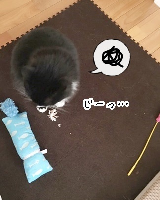 新人わんこ、先輩わんこ、そして猫ちゃん💖💖_f0357682_18254257.jpg