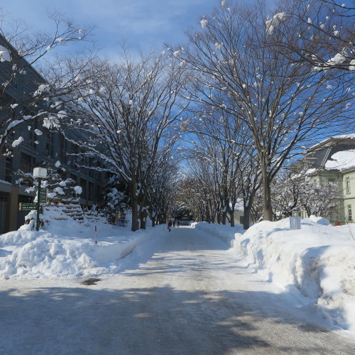 米沢キャンパスの雪景色：2018.1.15　昼前_c0075701_13123058.jpg