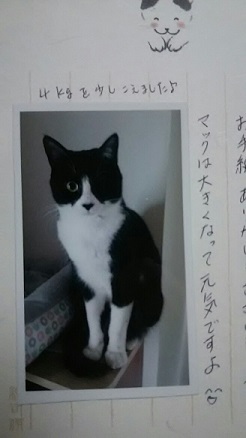 猫たち、幸せ賀状！_f0242002_21292287.jpg