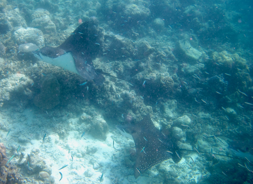 e0338303_171569.jpg
