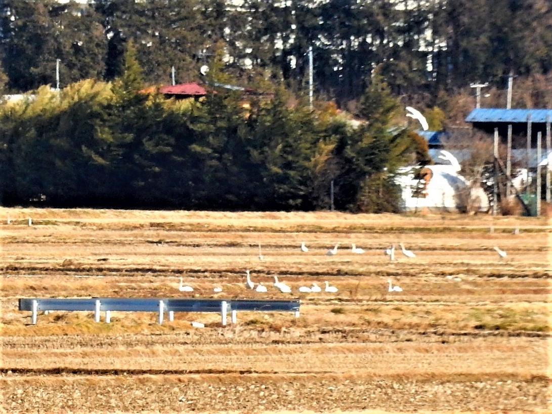 a0148206_11201220.jpg