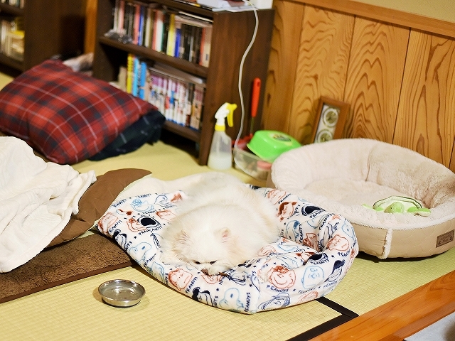 ゆきは、頑張りました_d0360206_23202873.jpg